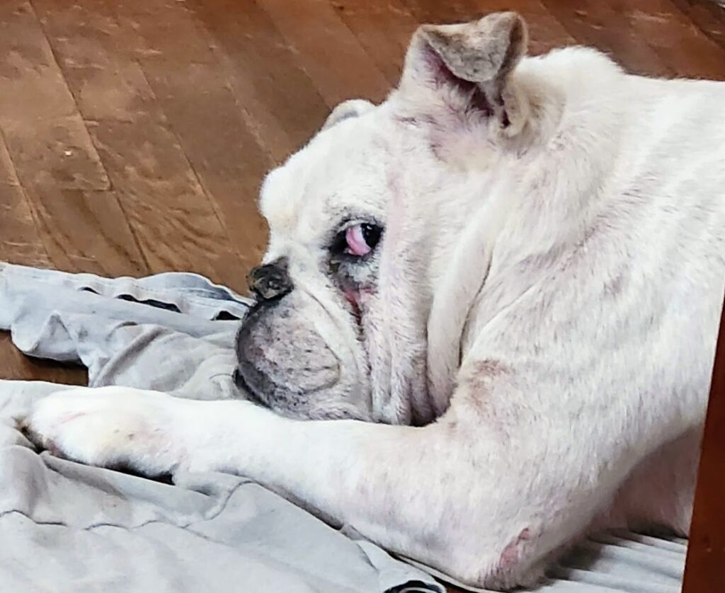 Bernard Side Eye