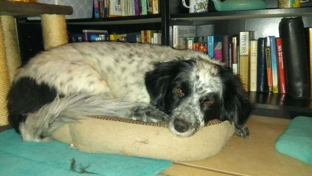 ZuZu's Story