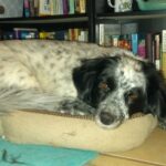 ZuZu's Story